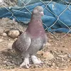 ibrahim.hogr4