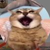 KittyRants