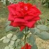 user9245991819238