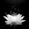 trung.an785