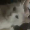 riaz.ali2483