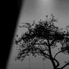 _zhro1