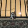 4edil_star70