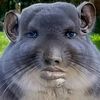warrdawgg1
