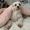 sophia.the.maltipoo