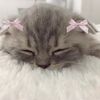 bebe4aw8clhe