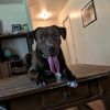 k9_cocopuffs