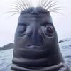 novabob0