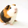 Guinea Pigs