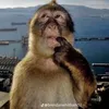 petuuu1