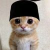 kucing.halal40