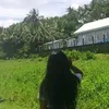 crisnelyn.esplana