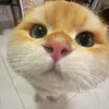 người tốt đội lốt người tồi