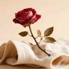lolo___493