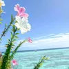ch1ara_008