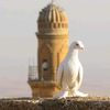 mardin_kuscusu