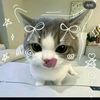 alifazz232
