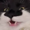 snowpixel0