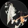 pakpattan.goat.farm