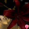 rimmyrim67