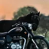 wolfeyed65