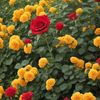 aftab.uddin.mondol