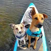 megs_rescue_mutts