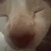 xhanchex