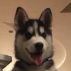 lilhusky46