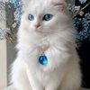 nesrinek1
