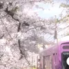 haru_siako