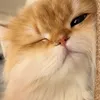n4raa83