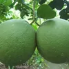vinasoi68