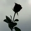 huy1suytinh