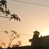 agathaescoutocard