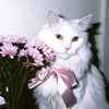 shwesin7966