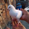 wahabsheikh832