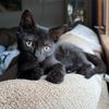 dailydoseofdextercat