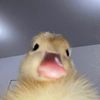 rvny_n