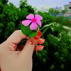 jisanvai2698