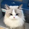 Mèo review