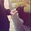 .1il_x231