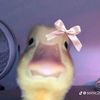 llaabubbu