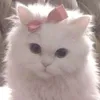 chinese_rose3