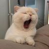 MeowJoy