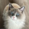 furballroyale