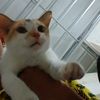 agung.fathurrahma0