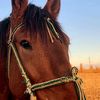 mustang_202