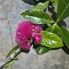 minhhuyreal110706