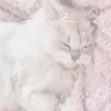 cat_face55
